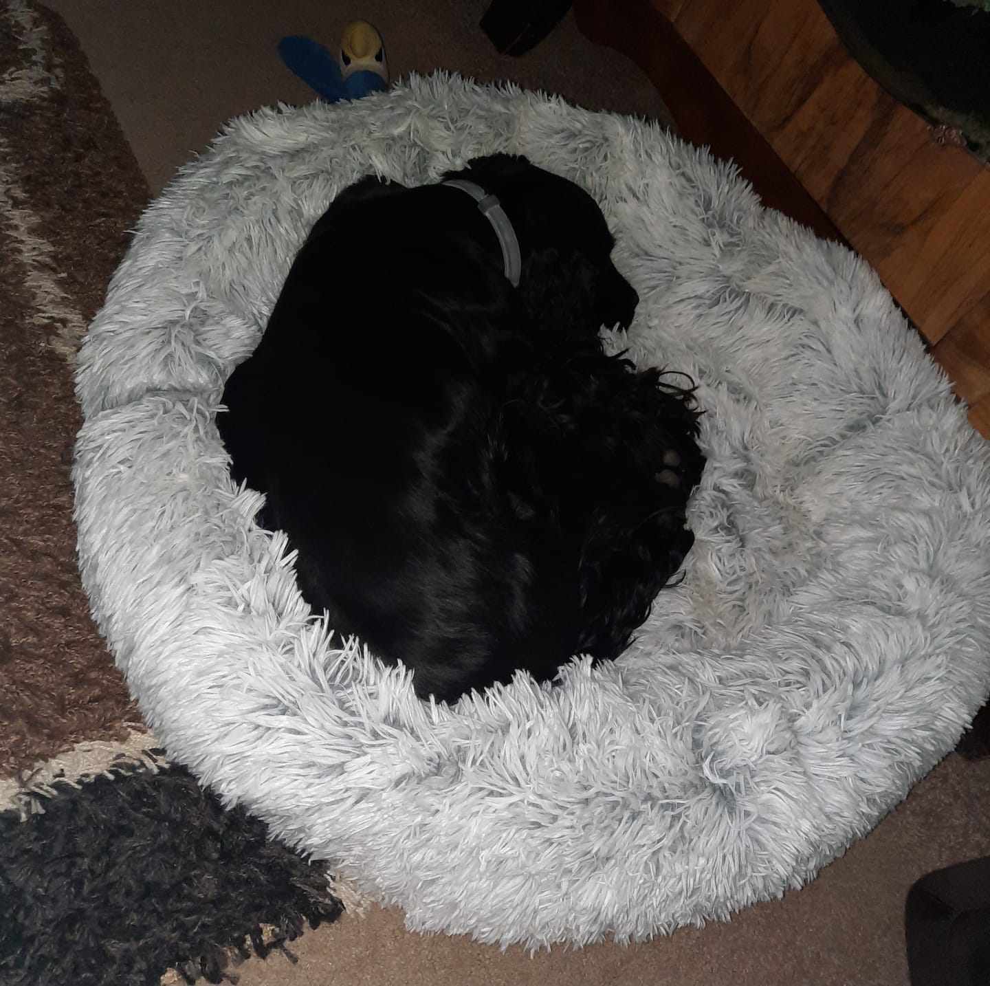 Customer photo review of Panier apaisant pour chien – DODO Donut™ orthopédique & anti-stress
