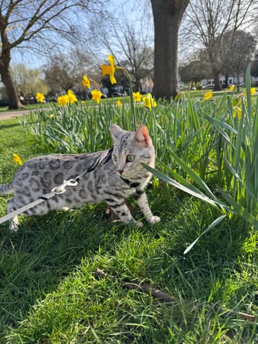 Customer photo review of 3 Month Supply - 3 Cat