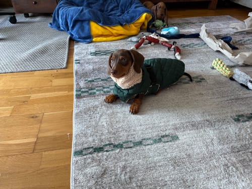 Customer photo review of Andora - Quilted Dachshund Coat with Fleece Neck