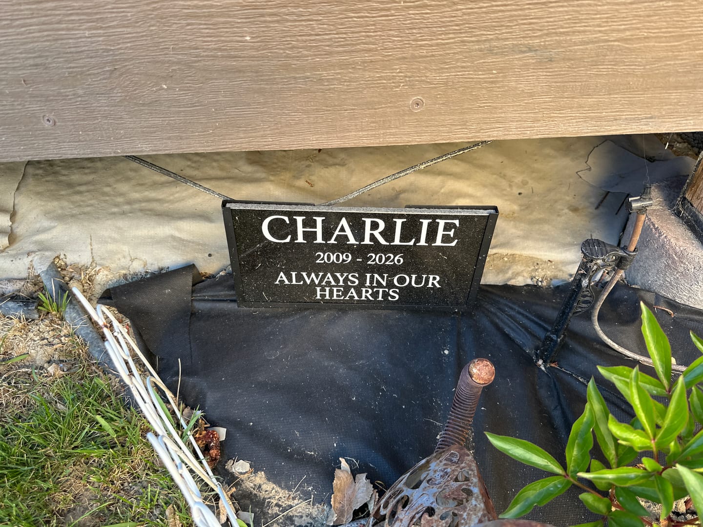 Customer photo review of Outdoor Personalized Pet Memorial Plaque always in our hearts Personalized Outdoor garden marker