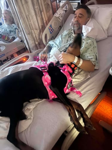 A customer's Dobermann wears the pink camo Team K9 Tactical Dog Harness while resting with a person in a hospital bed.