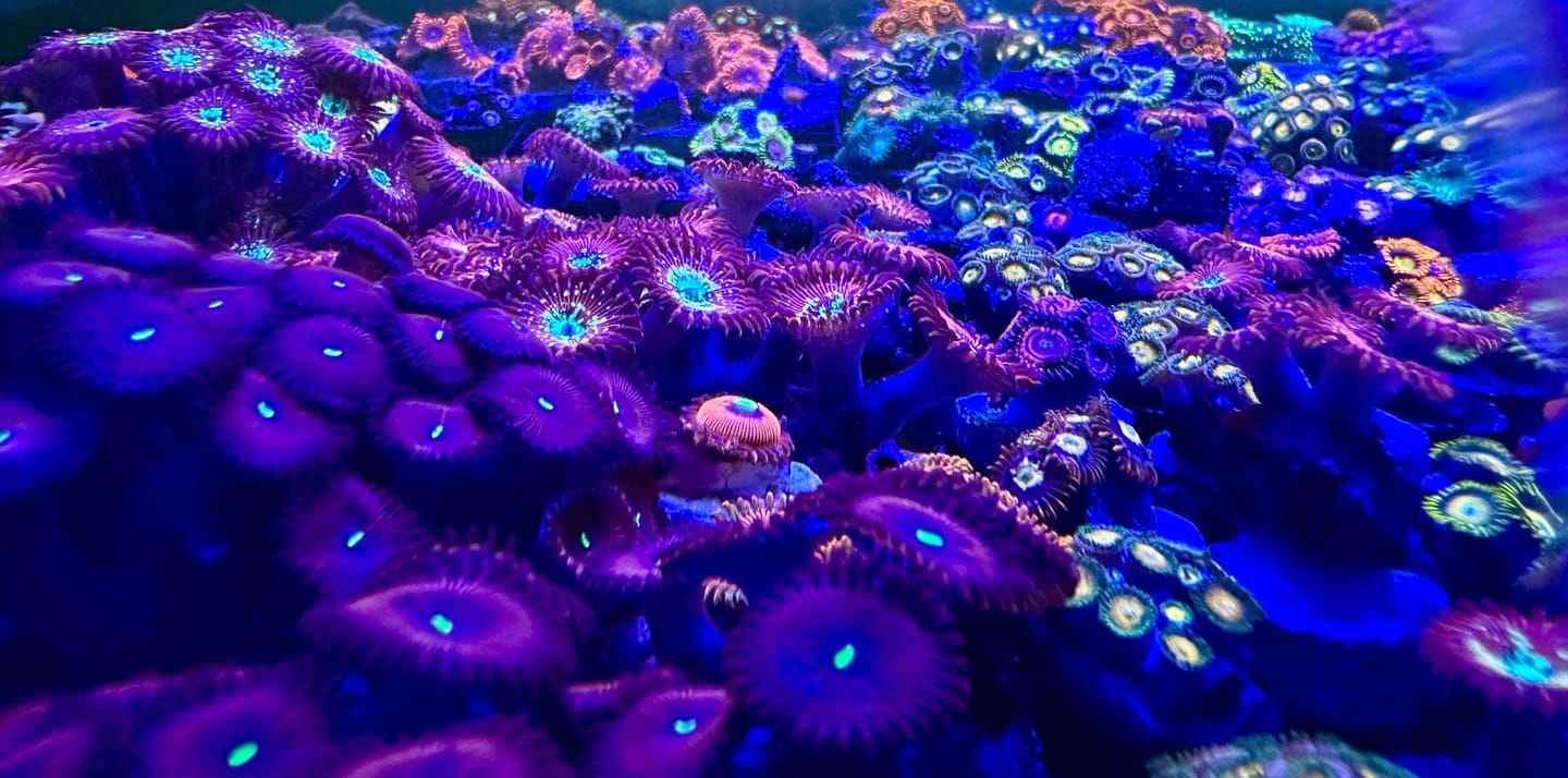 Customer photo review of Coral Essentials CVE+