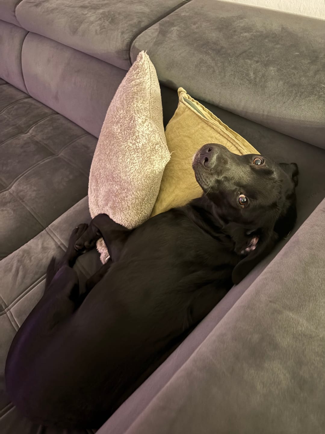 Customer photo review of 10% CBD Tropfen für Hunde