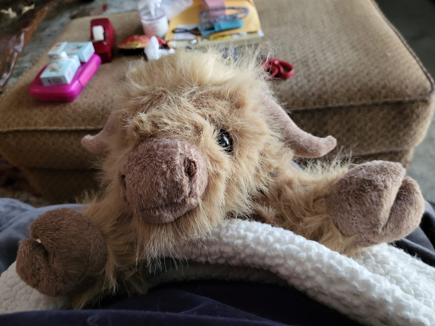 Customer photo review of Highland Cow Weighted Heated Plush