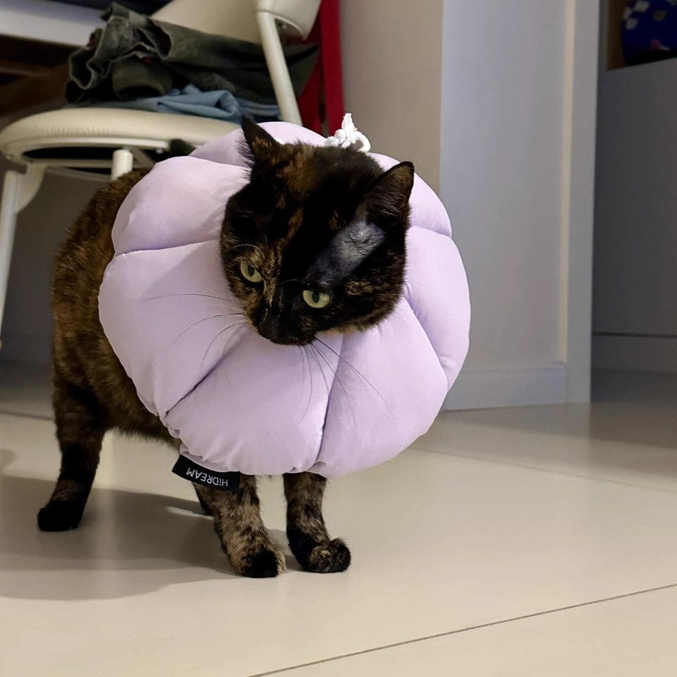 Customer photo review of Upgraded Floral Elizabeth Collar - Comfortable for Eating and Sleeping