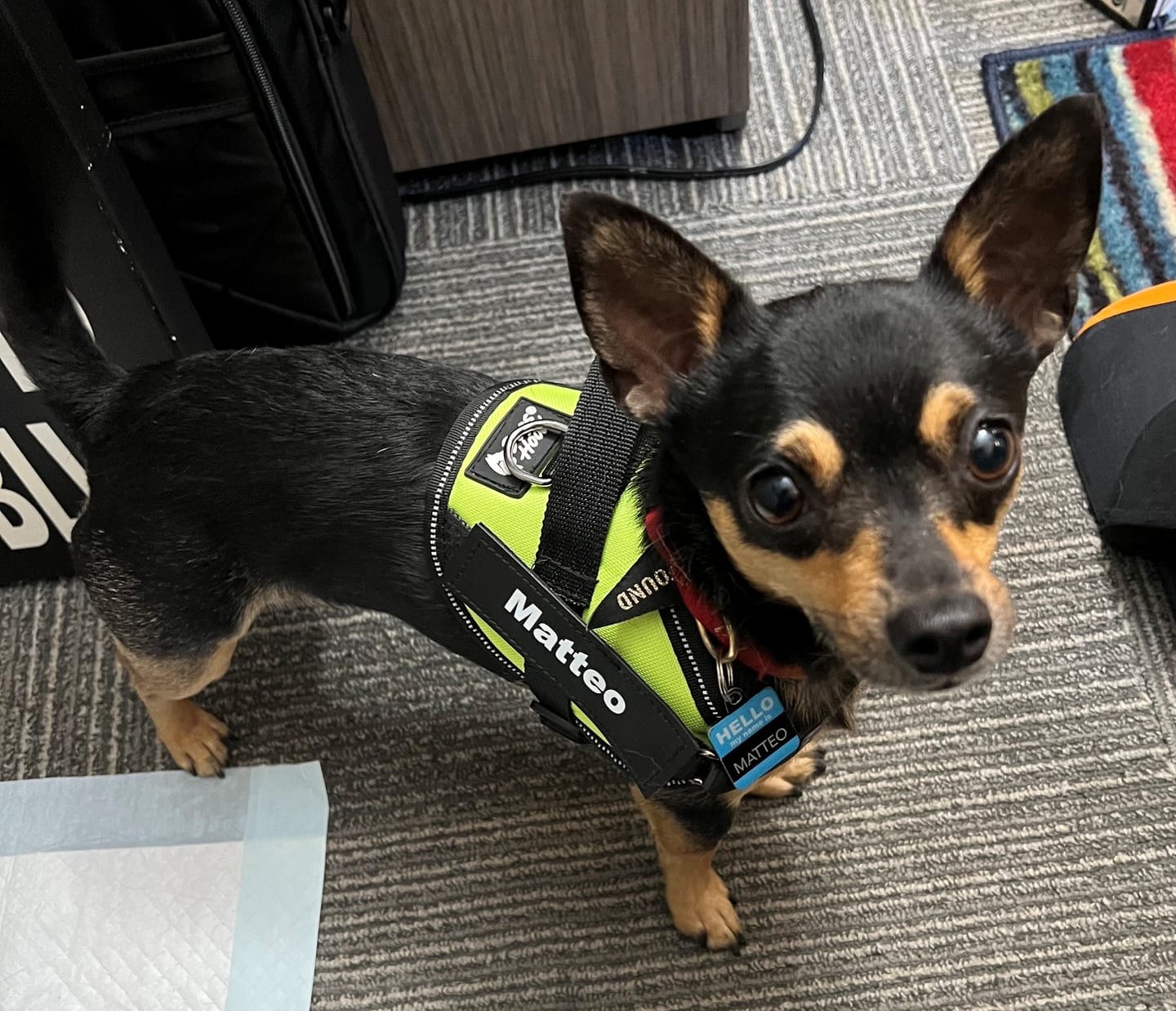Customer photo review of Dogshood ™