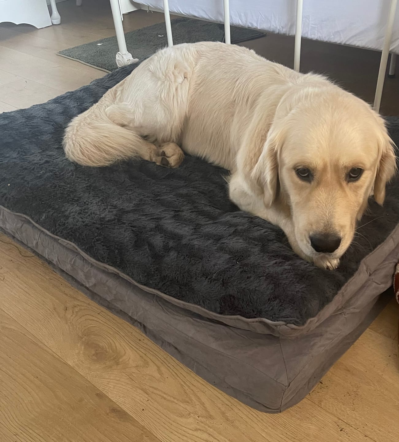 Customer photo review of Dog Memory Foam Mattress