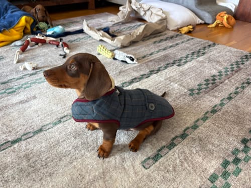 Customer photo review of Tweed Dachshund Coat Jackets