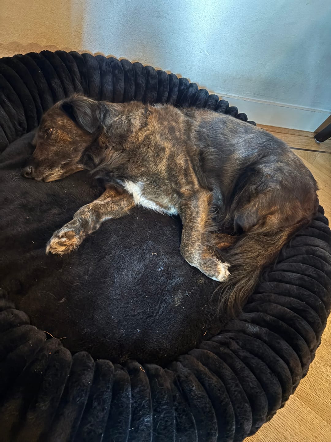 Customer photo review of Pet Perfect Hondenkam - Ondervacht