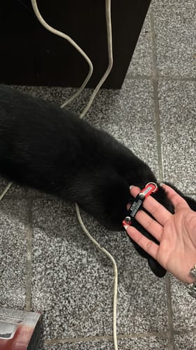 Customer photo review of Collar Remachado (Gato)