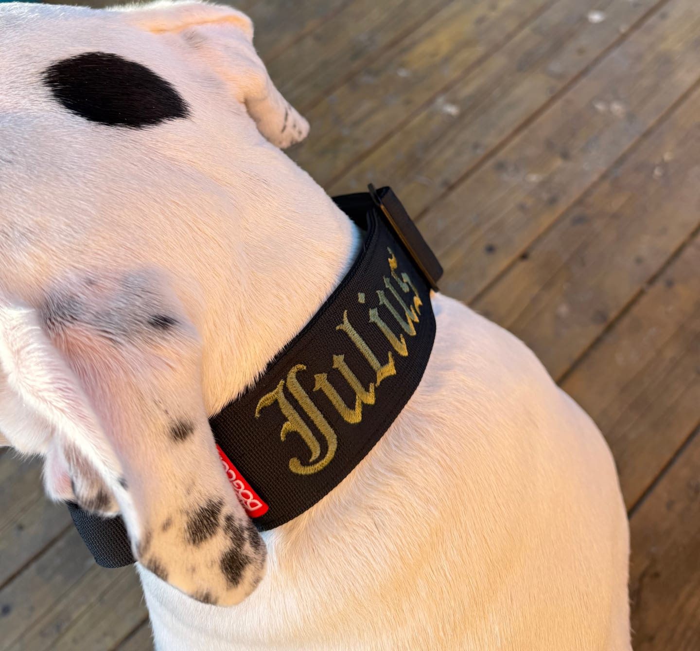 Customer photo review of 2" Tactik Dog Collar - Black