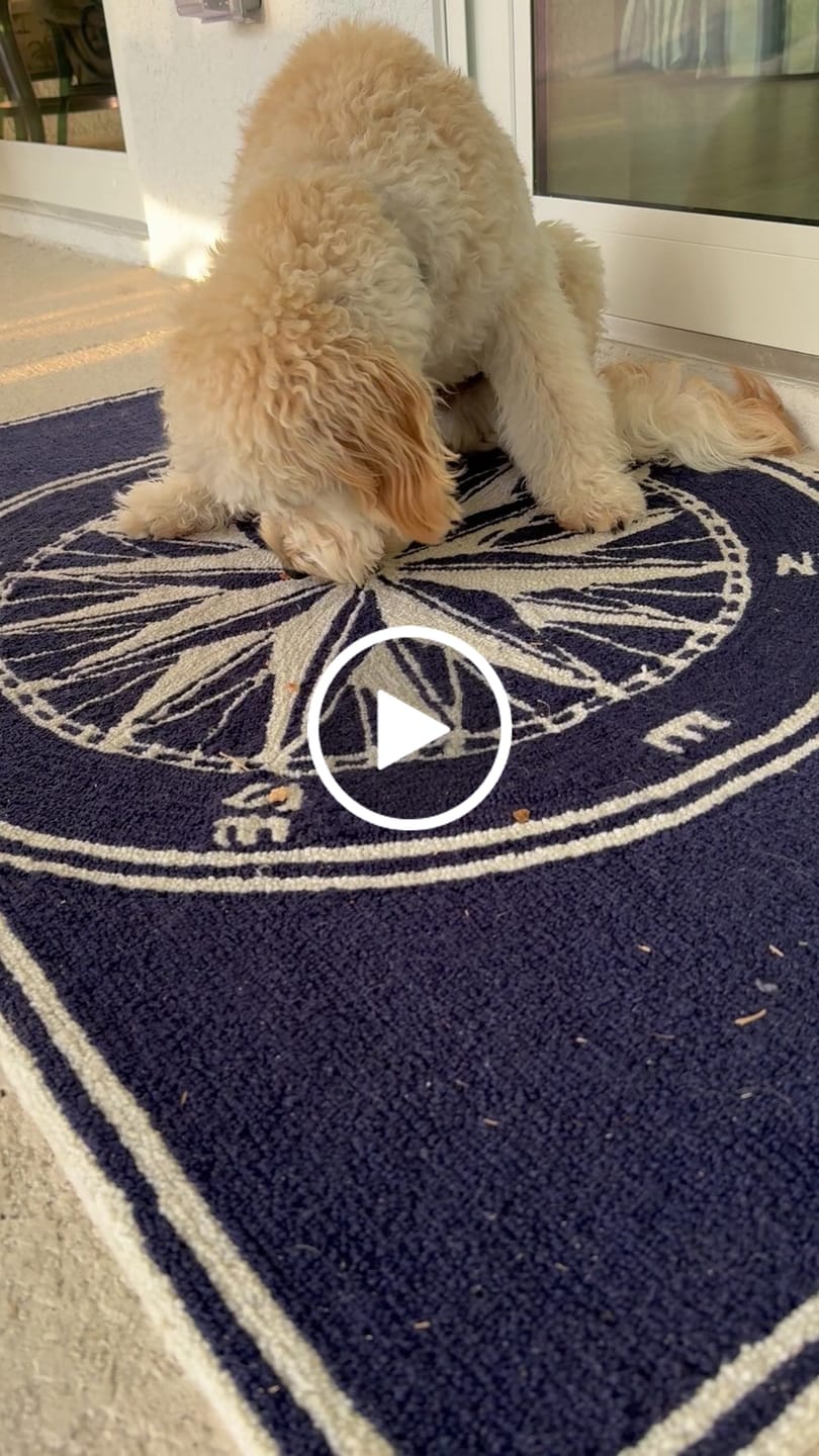 Customer video review of Pig Ears