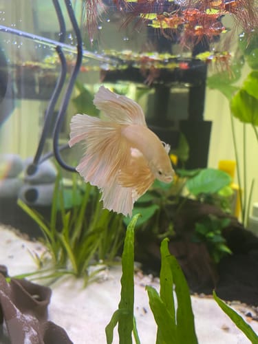 Customer's Super Gold Halfmoon Betta Fish with pale gold fins swimming in a planted aquarium.