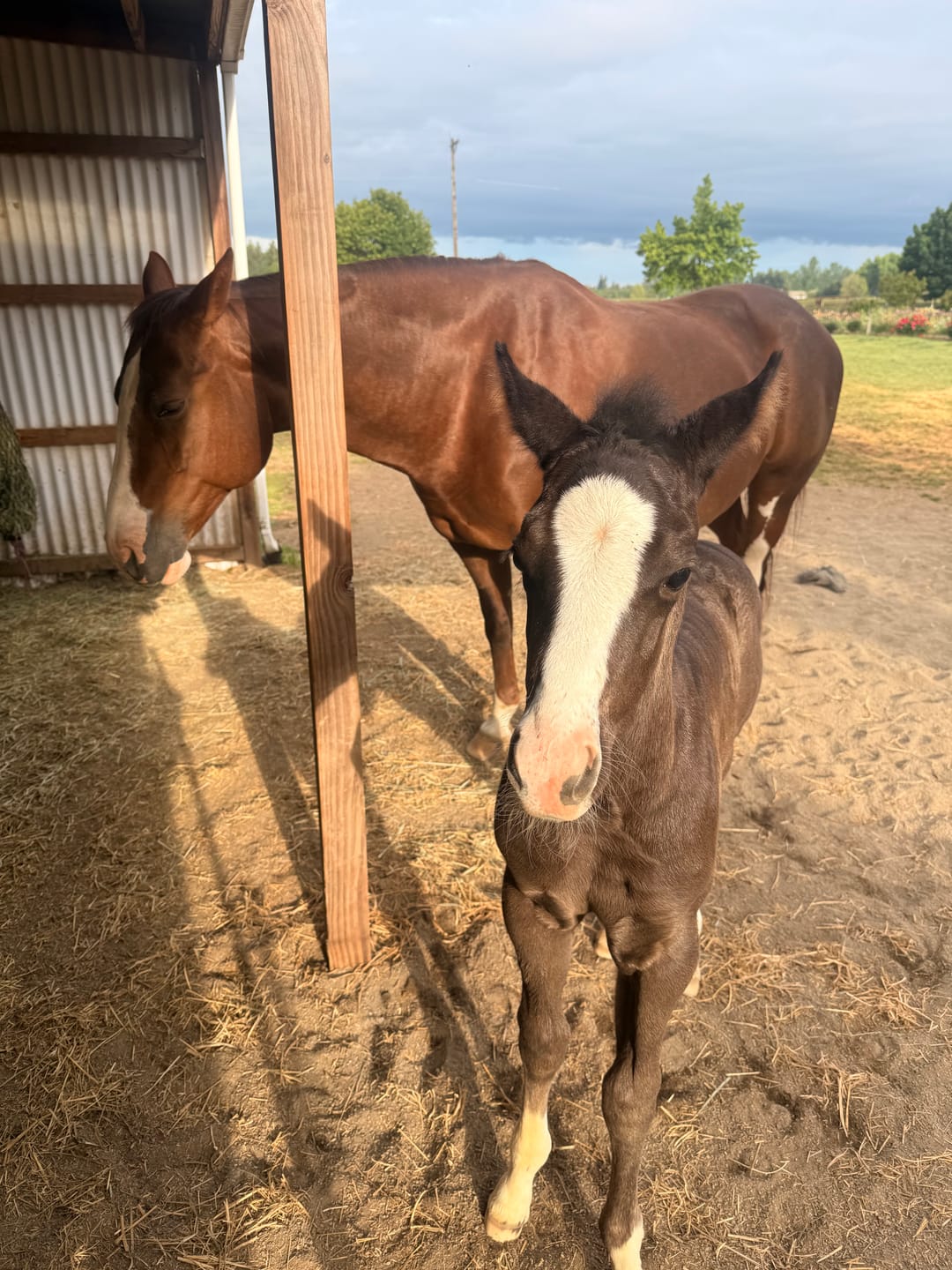 Customer photo review of Foal Kit