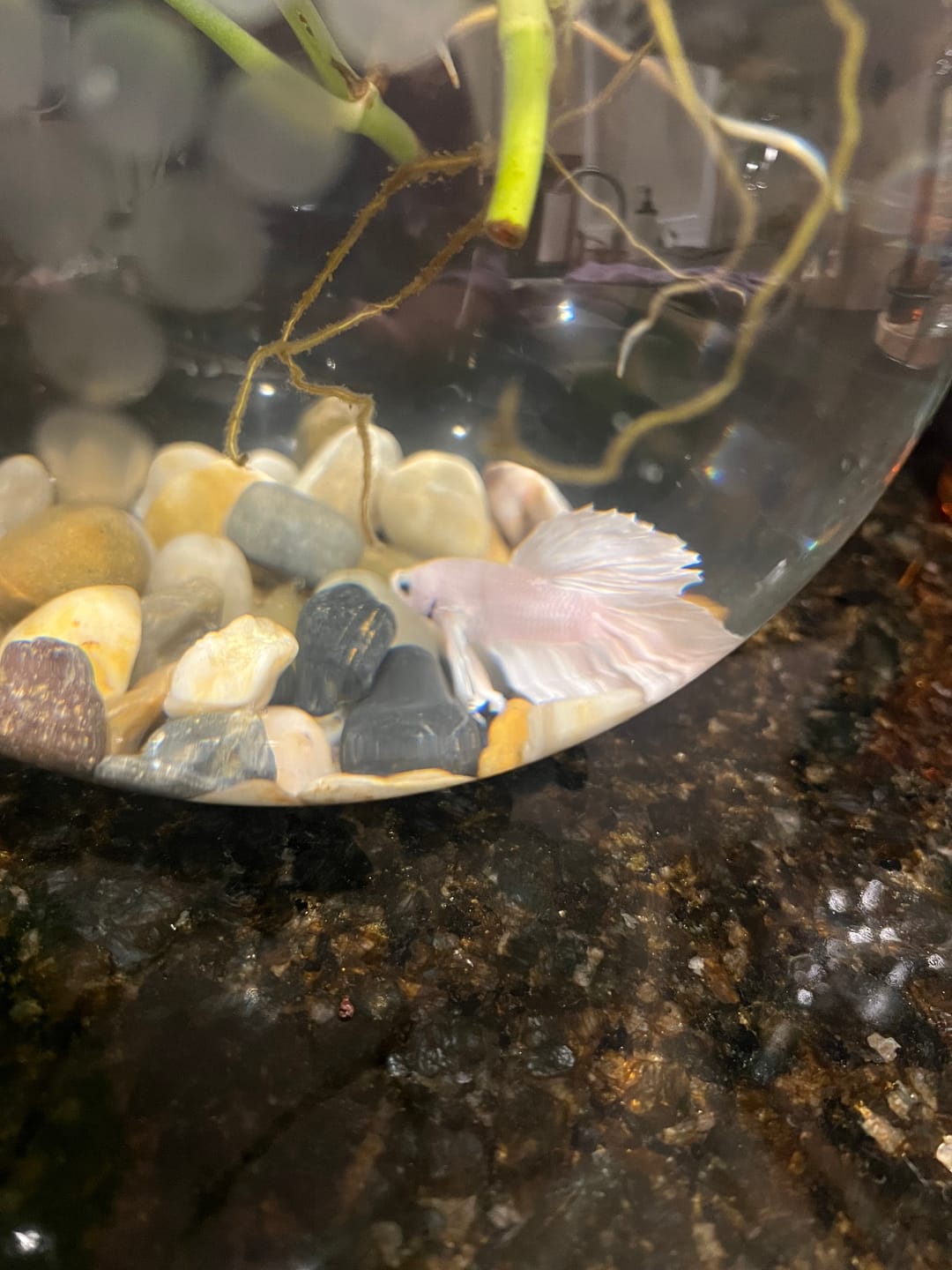 Customer photo review of Super White Dumbo Ear Halfmoon Male Betta Fish