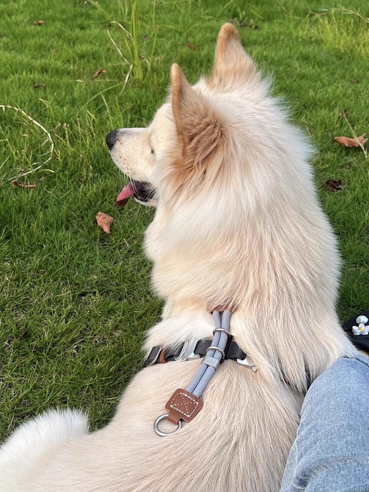 Customer photo review of H-Style Leather & Round Rope Adjustable Dog Harness – Harness only or Harness & Leash Set
