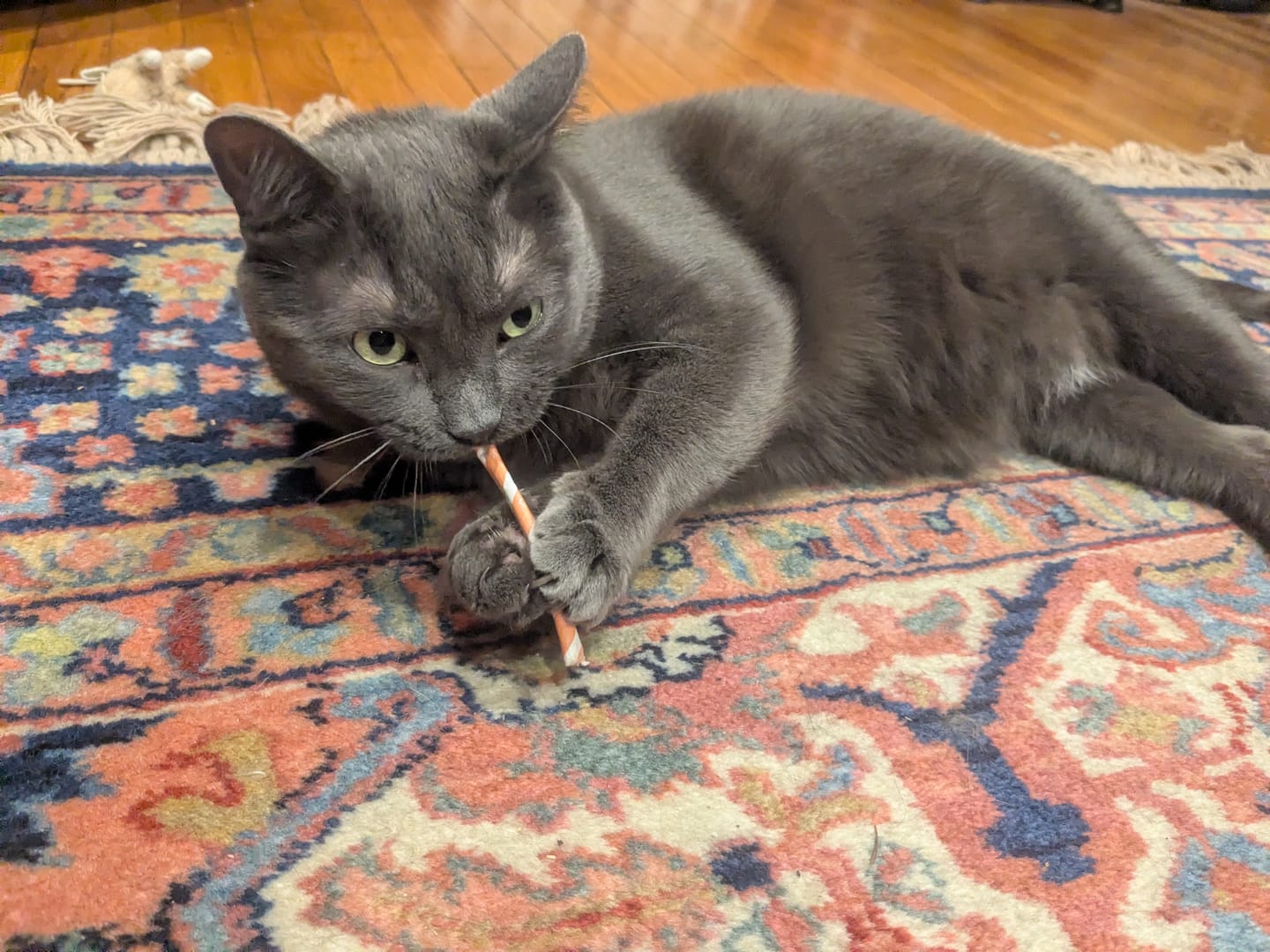 Customer photo review of Silly Stix
