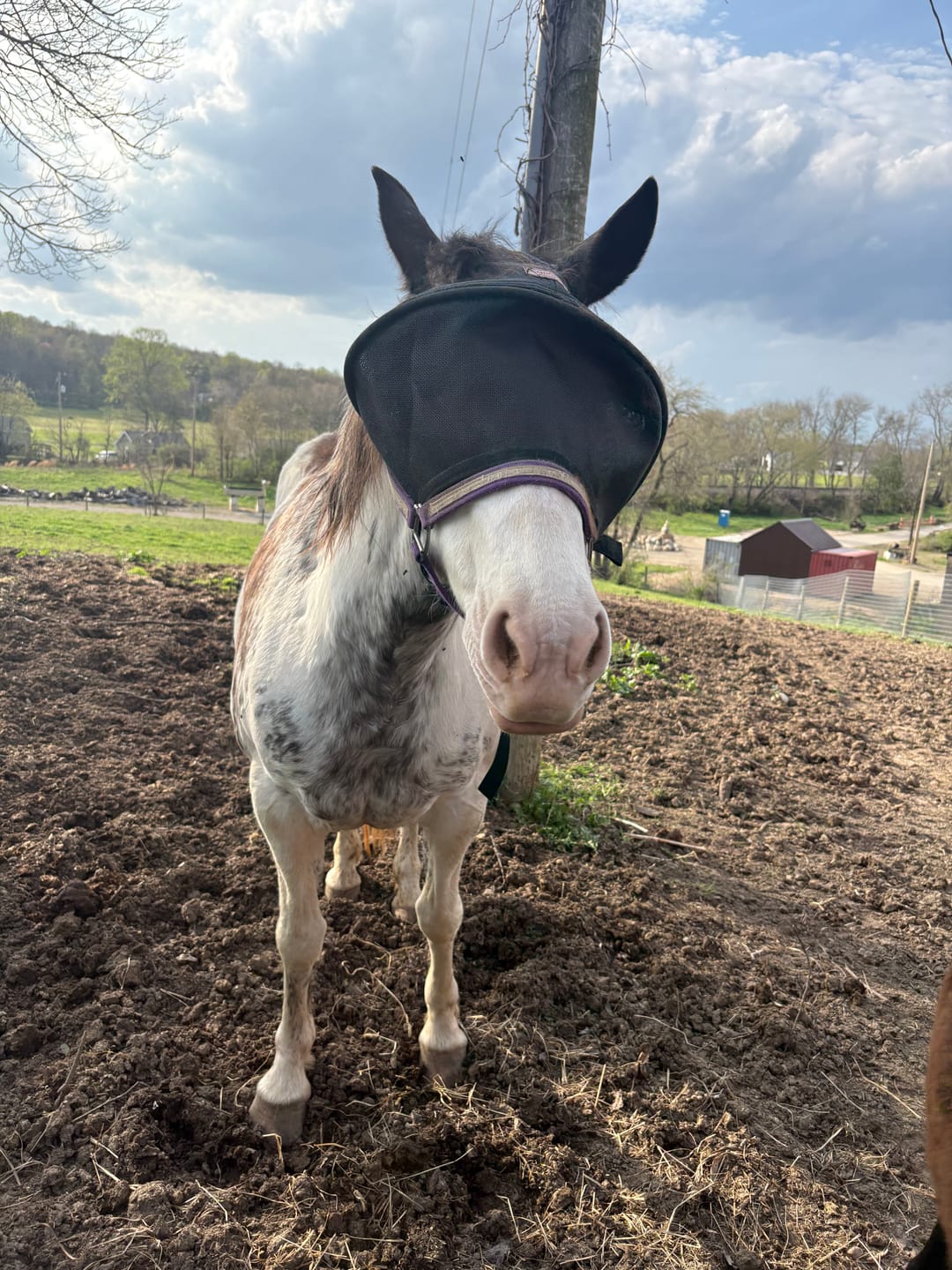 Customer photo review of Solar Vizor Fly Mask - Standard Style