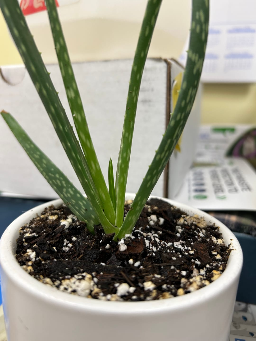 Customer photo review of Root Boost