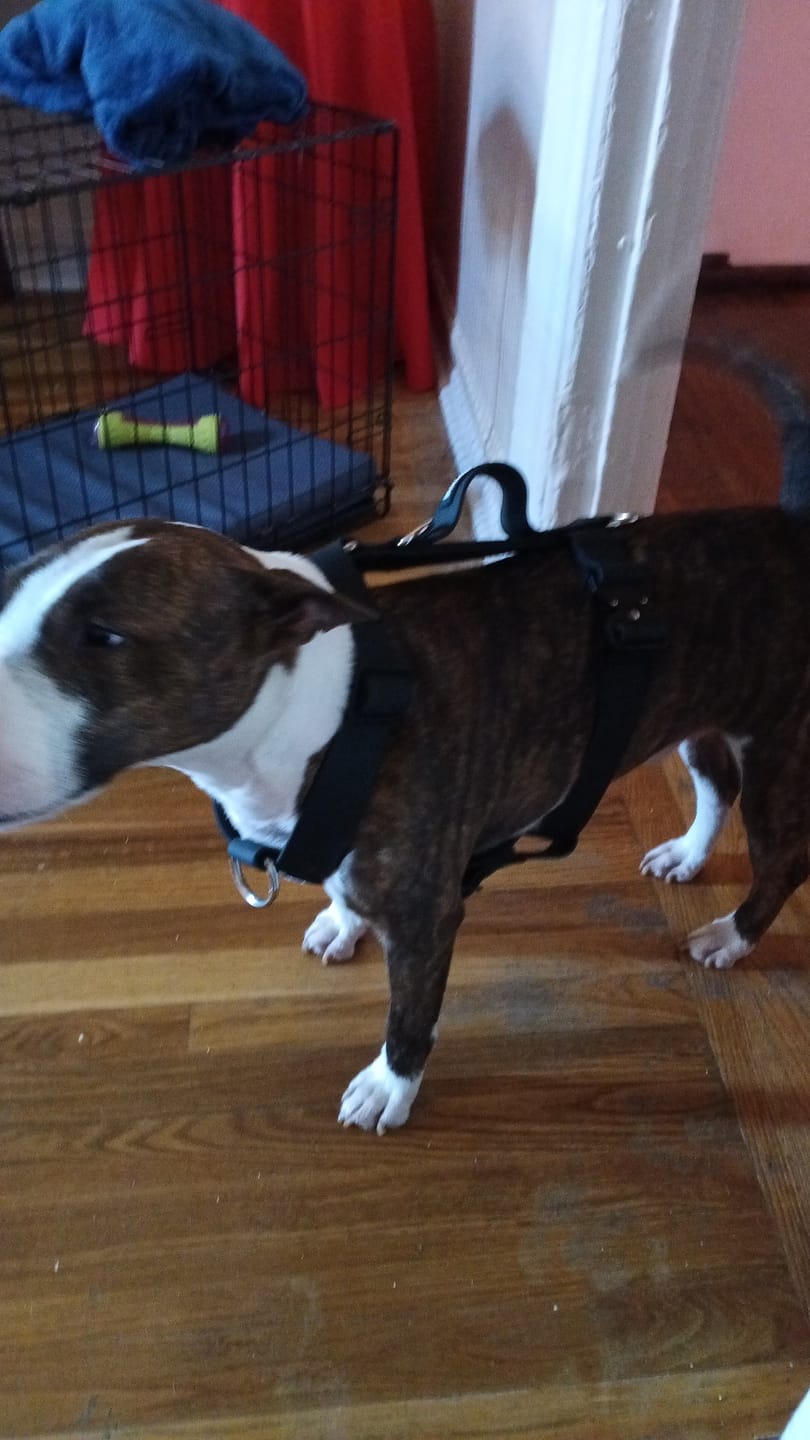 Customer photo review of Billowthane® Training Anti Pull TRI-Harness® | M-XL Breeds - Black