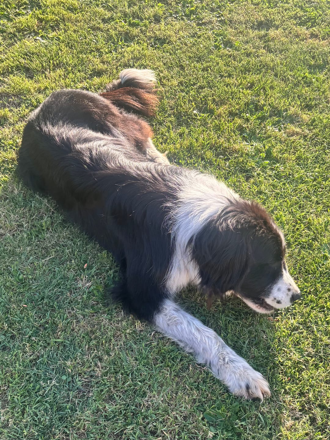 Customer photo review of Shampoing Sans Rinçage - Apaisant pour chien 🏔️
