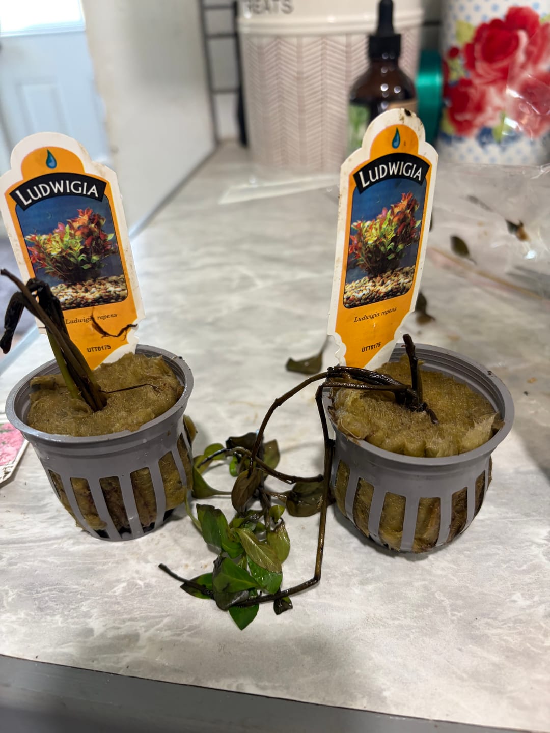 Customer photo review of Scarlet Temple  (Alternanthera reineckii)