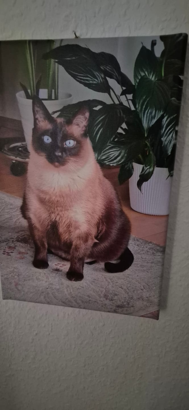 Customer photo review of Katzen Gedenktafel mit Foto & Spruch (UV- & Wetterfest)