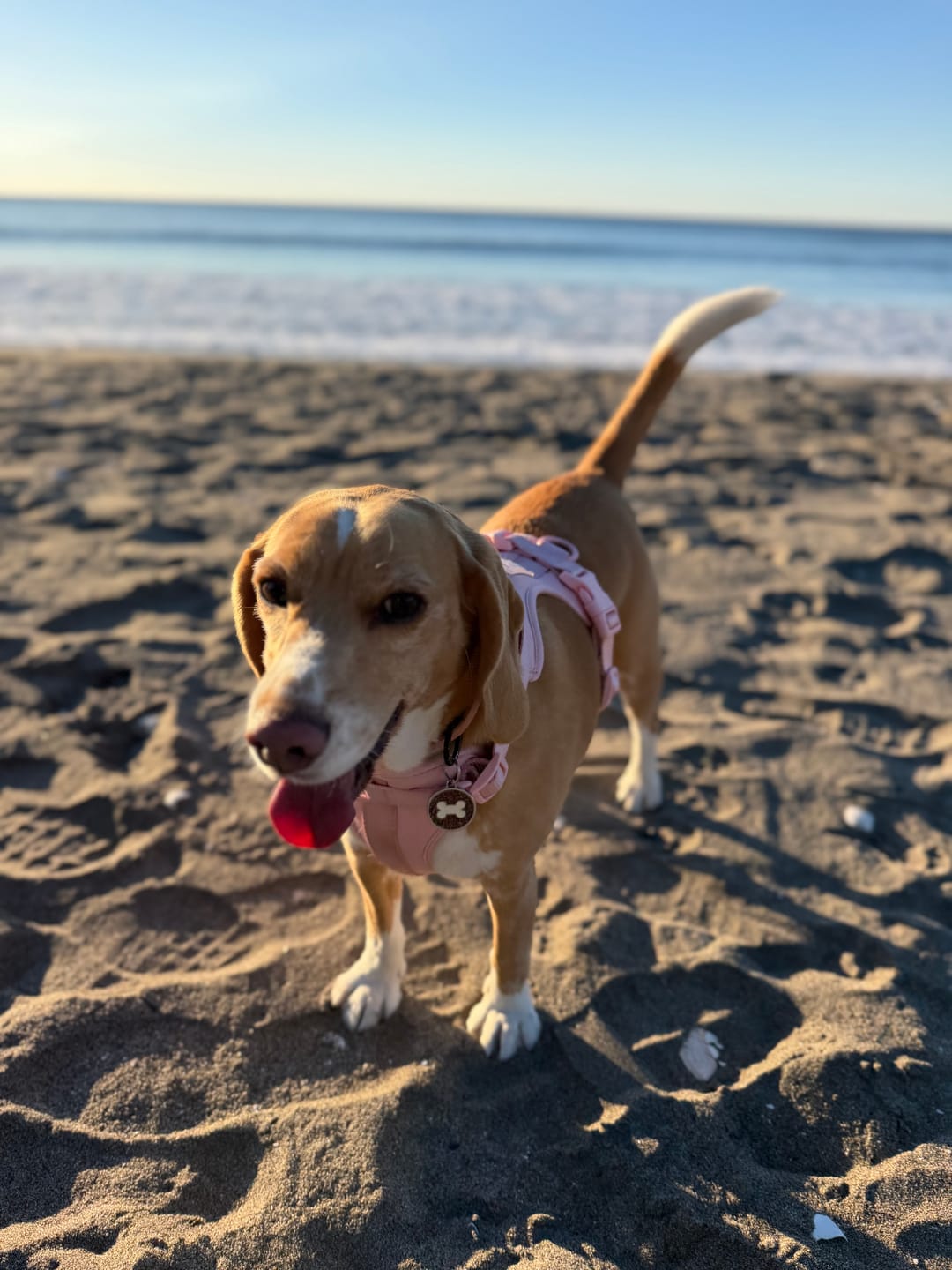 Customer photo review of Arnés Paws