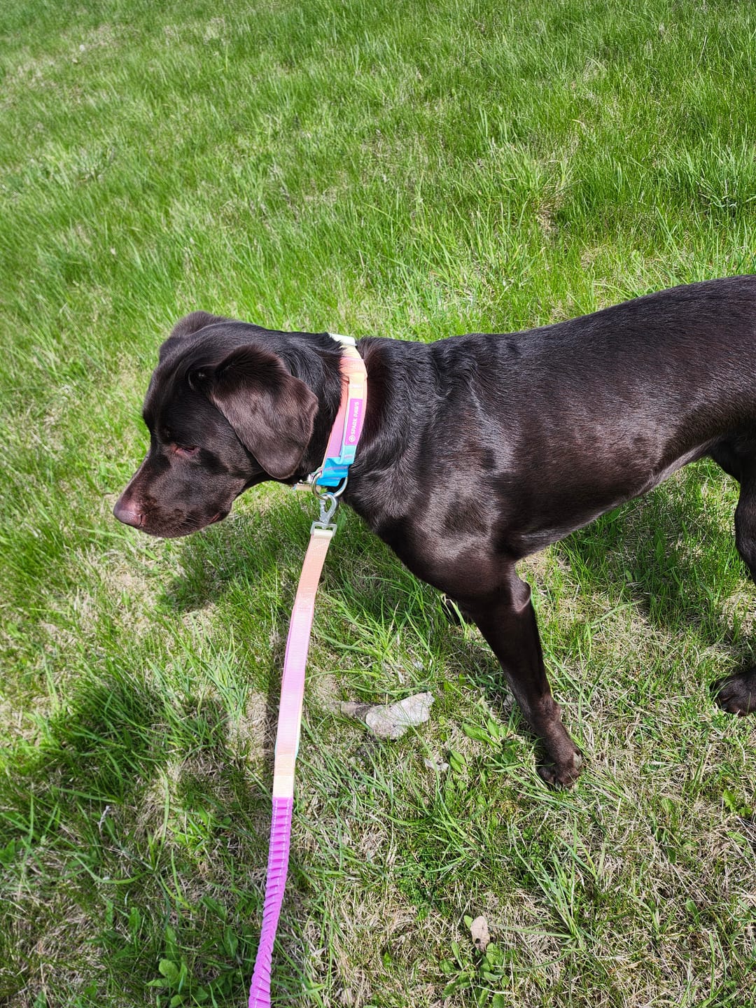 Customer photo review of Comfort Control Collar and Multipurpose Leash Sets