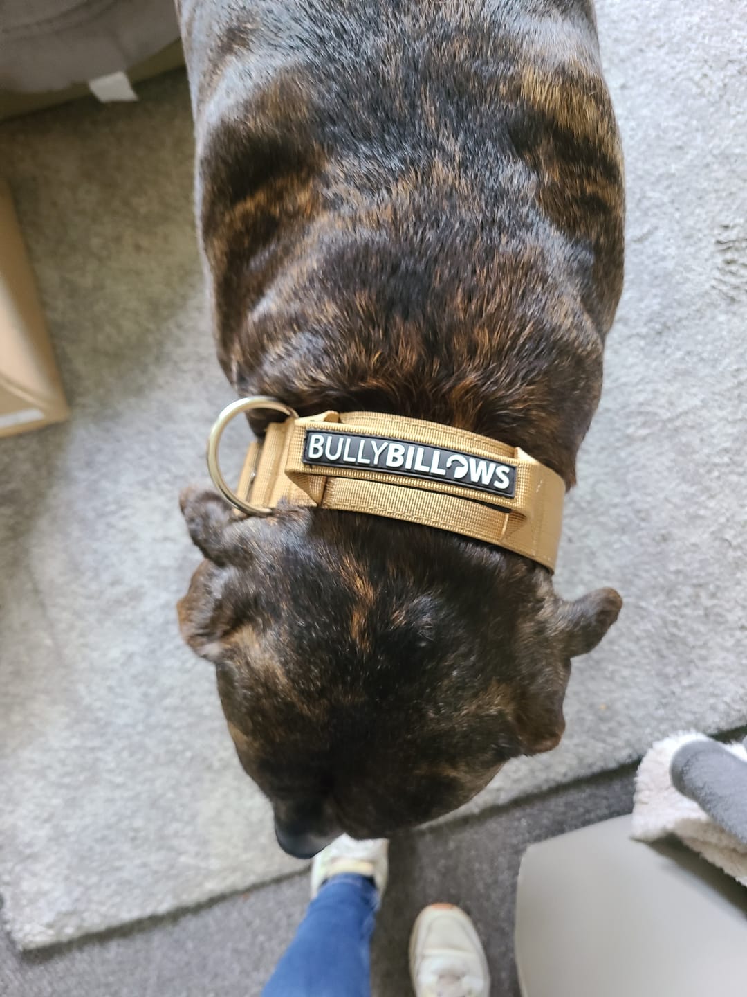 Customer photo review of 5cm Combat® Collar | With Handle & Secure Clip - Tan