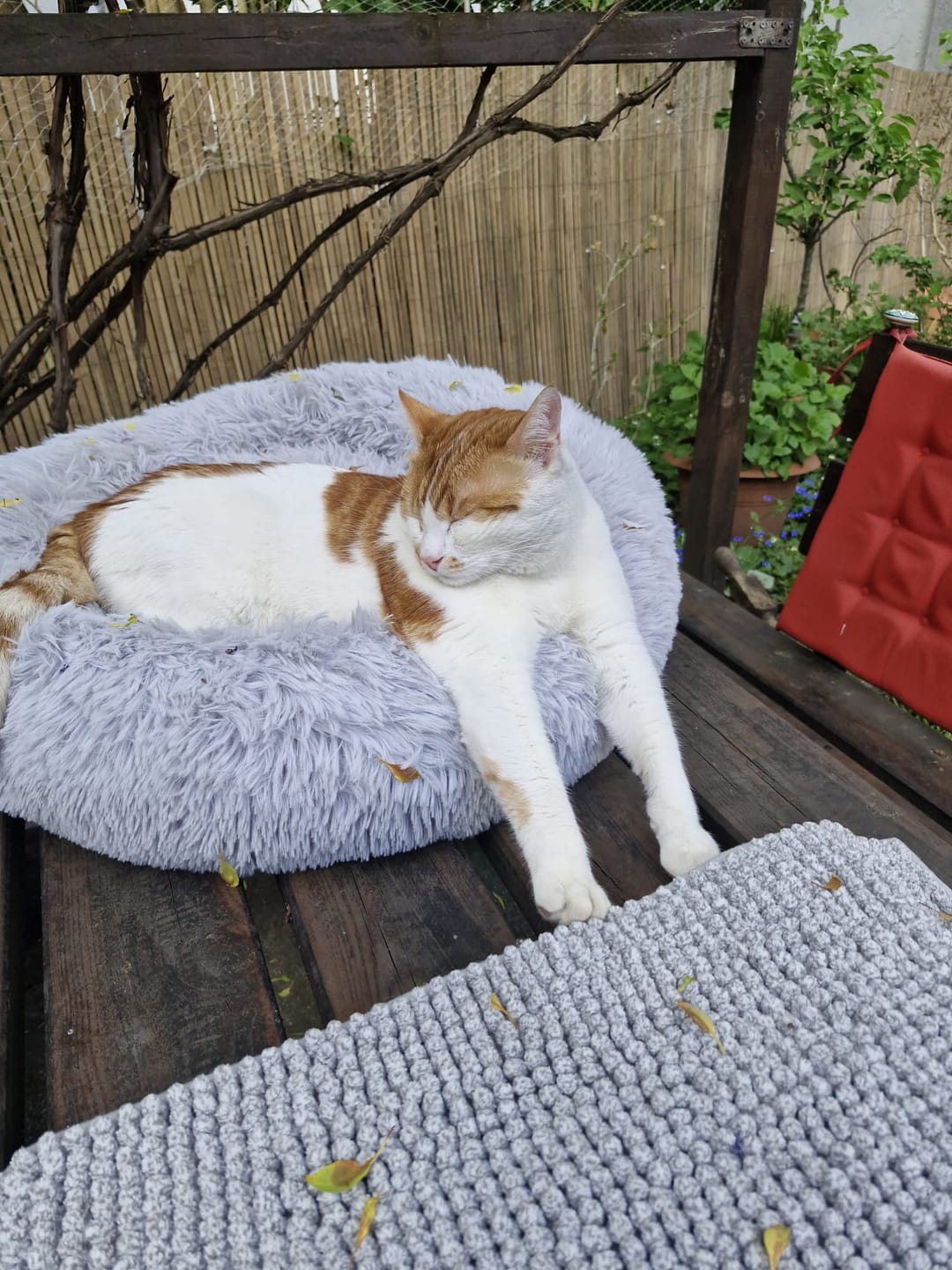 Customer photo review of Hundebett Fluffy Plus - Das Original