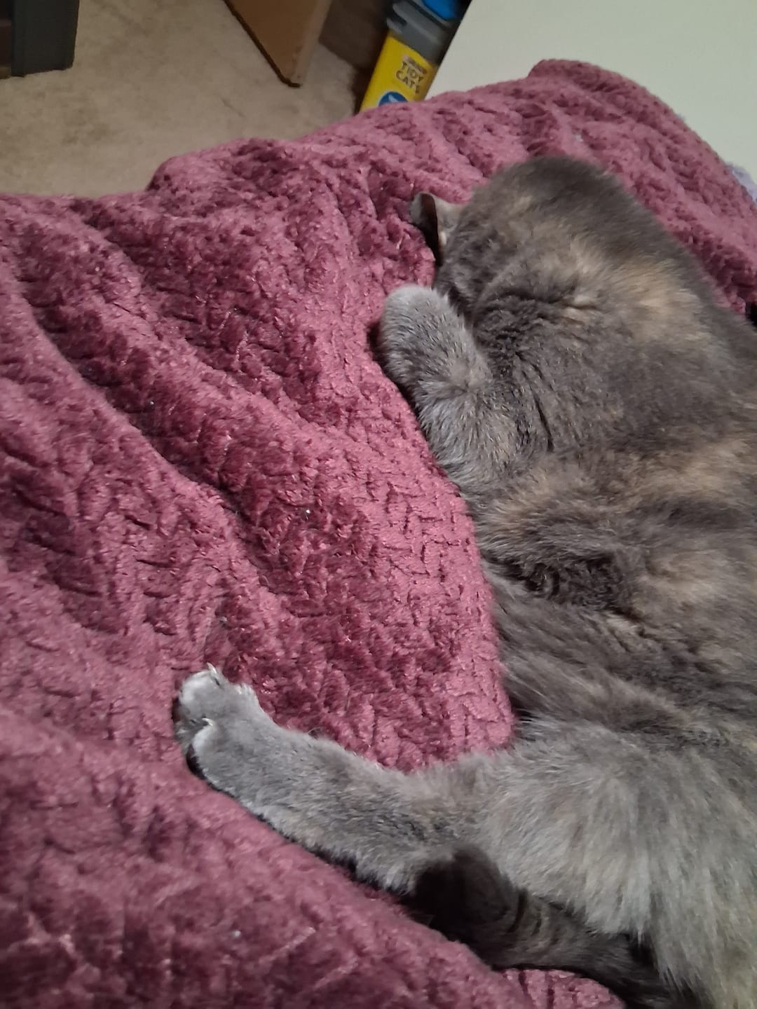 Customer photo review of GCP Flea & Tick Natural Defense for Cats - 100 Soft Chews