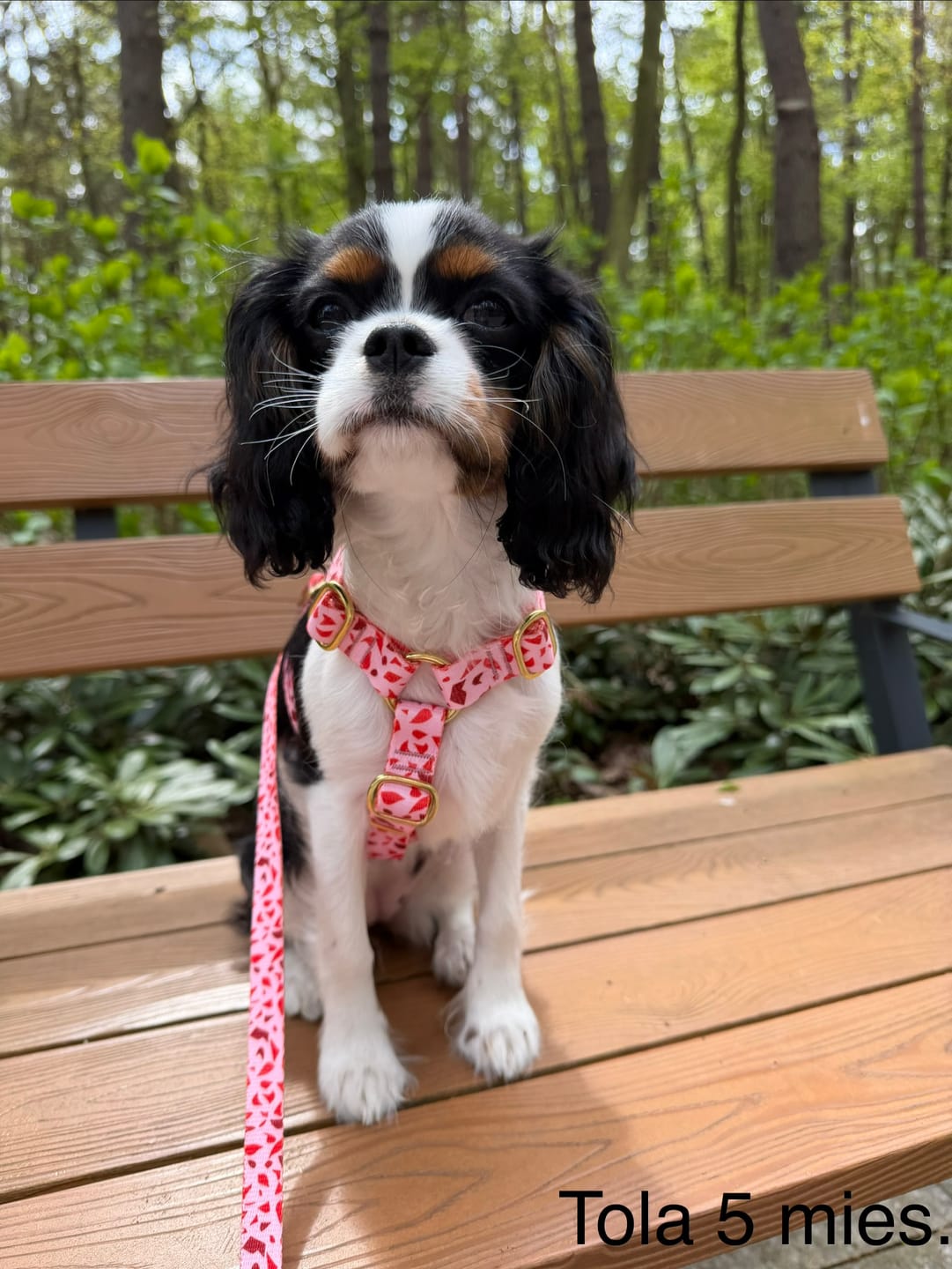 Customer photo review of Smycz miejska "Pink Terrazzo" - złote okucia