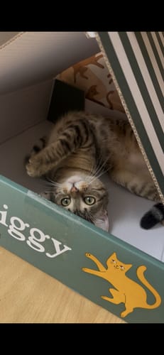 Le chat d'un client jouant dans sa boîte de Coffret Croquettes Party.