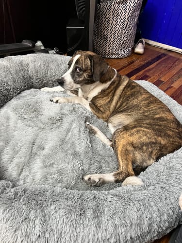 El perro de un cliente prueba su nueva Cama Antiestrés gris, mirando con expresión dubitativa.