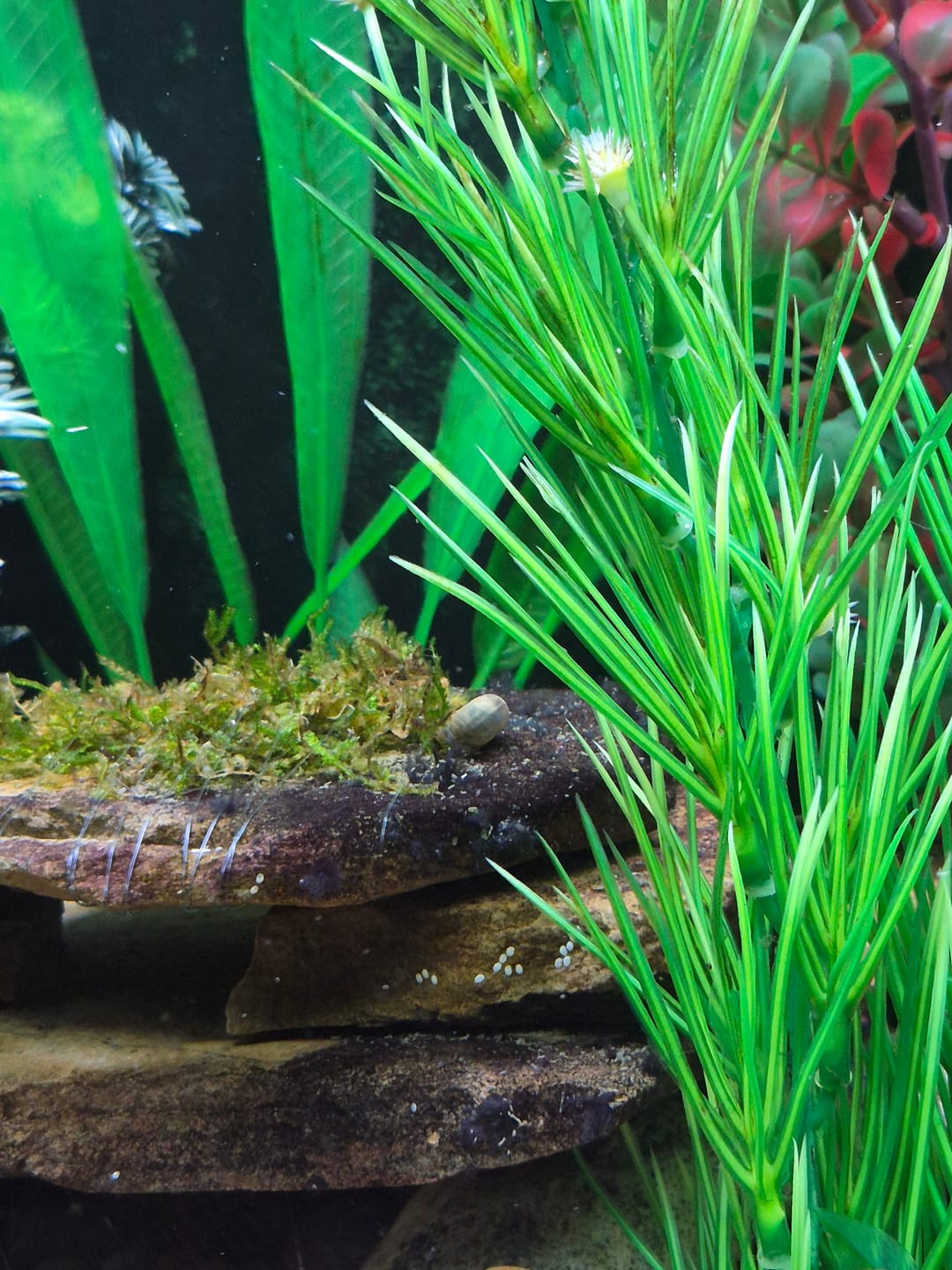 Customer photo review of Nerite Variety 3 pack