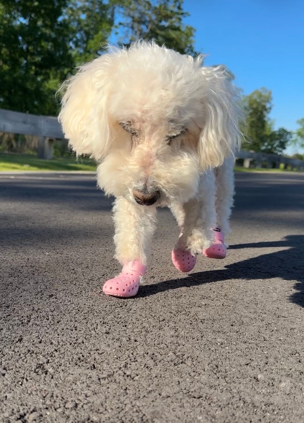 Customer photo review of Color-Block Padded Harness