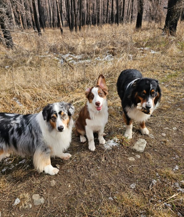 Customer photo review of 12 Inch Jumbo Bully Stick
