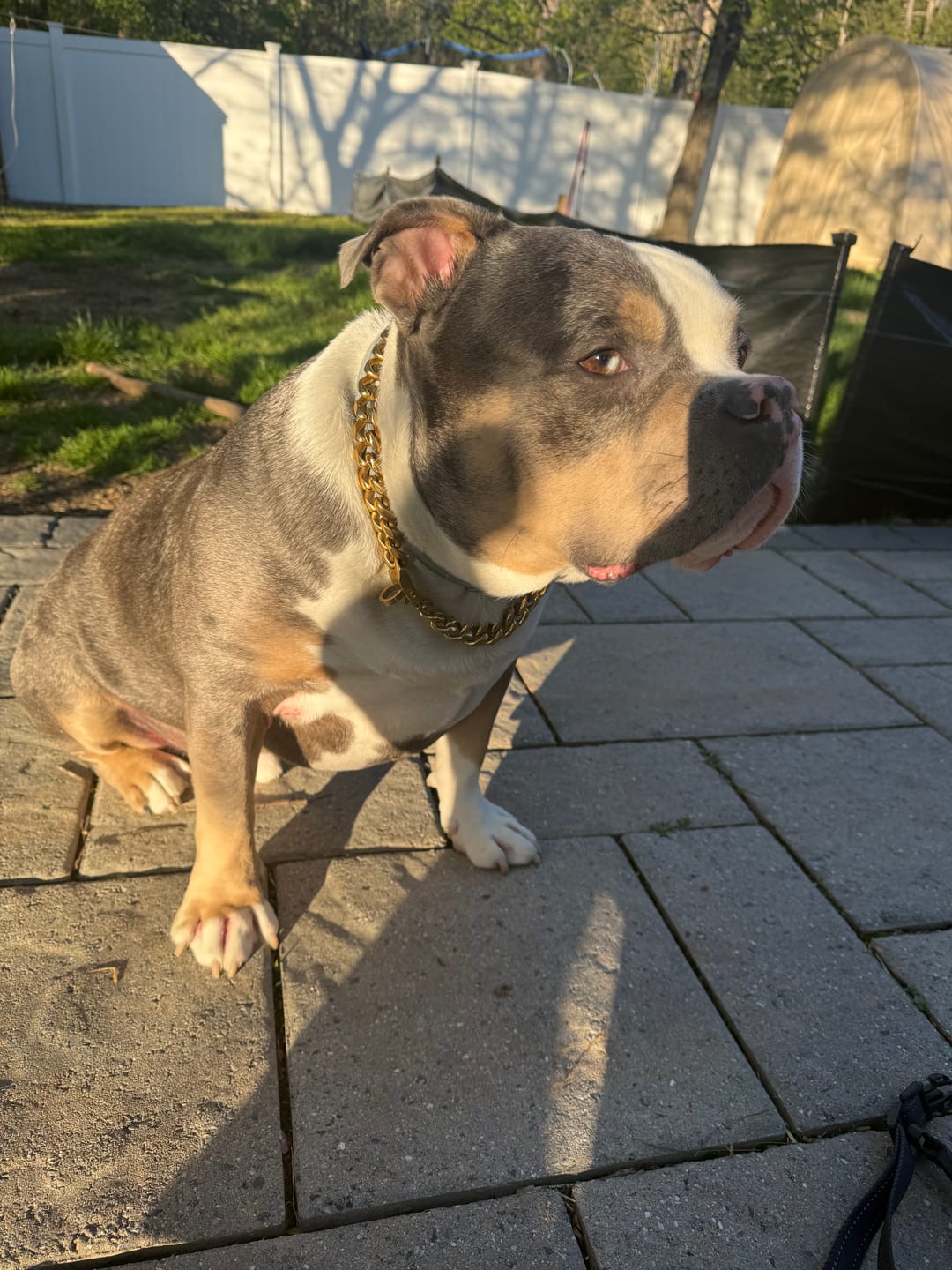 Customer photo review of Gold Chain Dog Collar 20mm