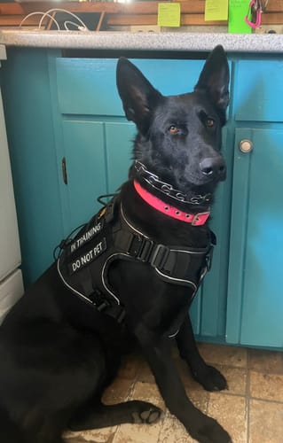 Customer photo of a black dog wearing a black Team K9 Tactical Harness with patches
