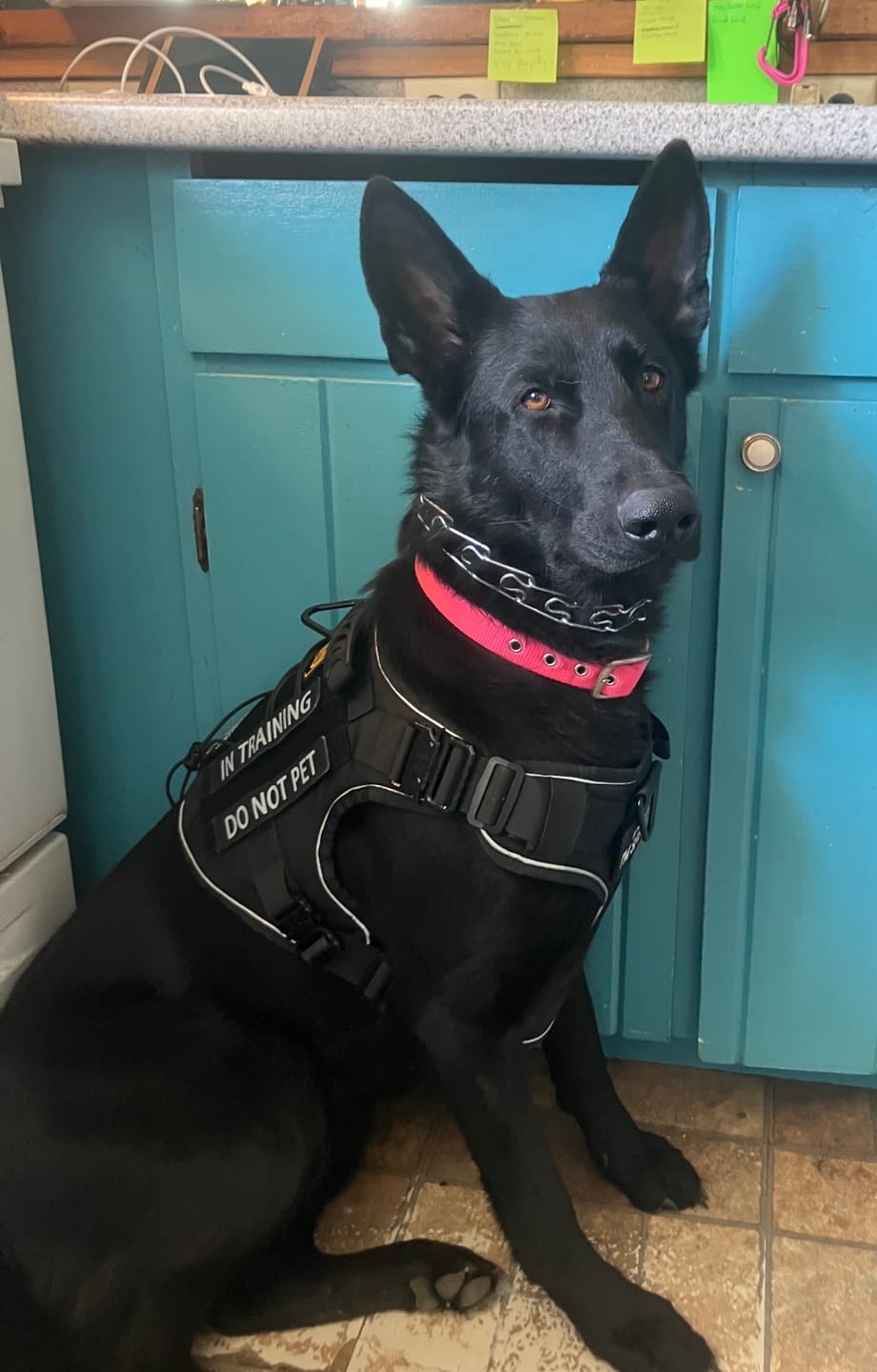 Customer photo review of NEW Upgraded Tactical No-Pull Team K9™ Dog Harness with 4 Quick-Release Metal Buckles, Reinforced Front & Back V-Rings, Hook & Loop Panels, Adjustable Straps, Reflective Strips, & Top Handle
