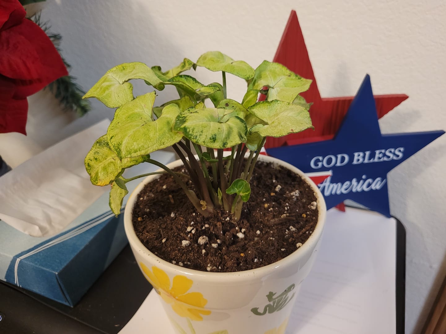 Customer photo review of Mystery Plant