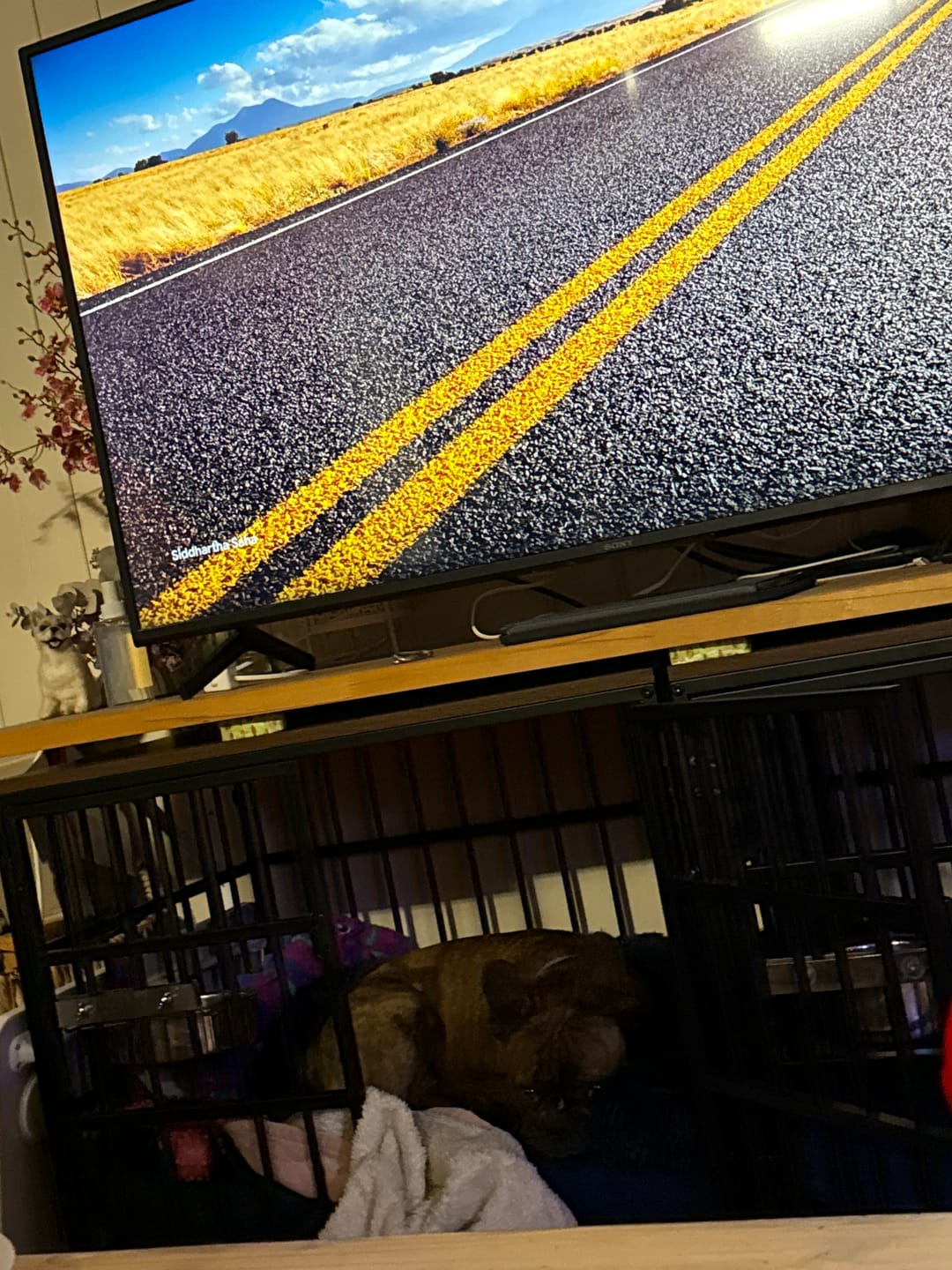 Customer photo review of Calming Cover for Kangaroo Crate Mat