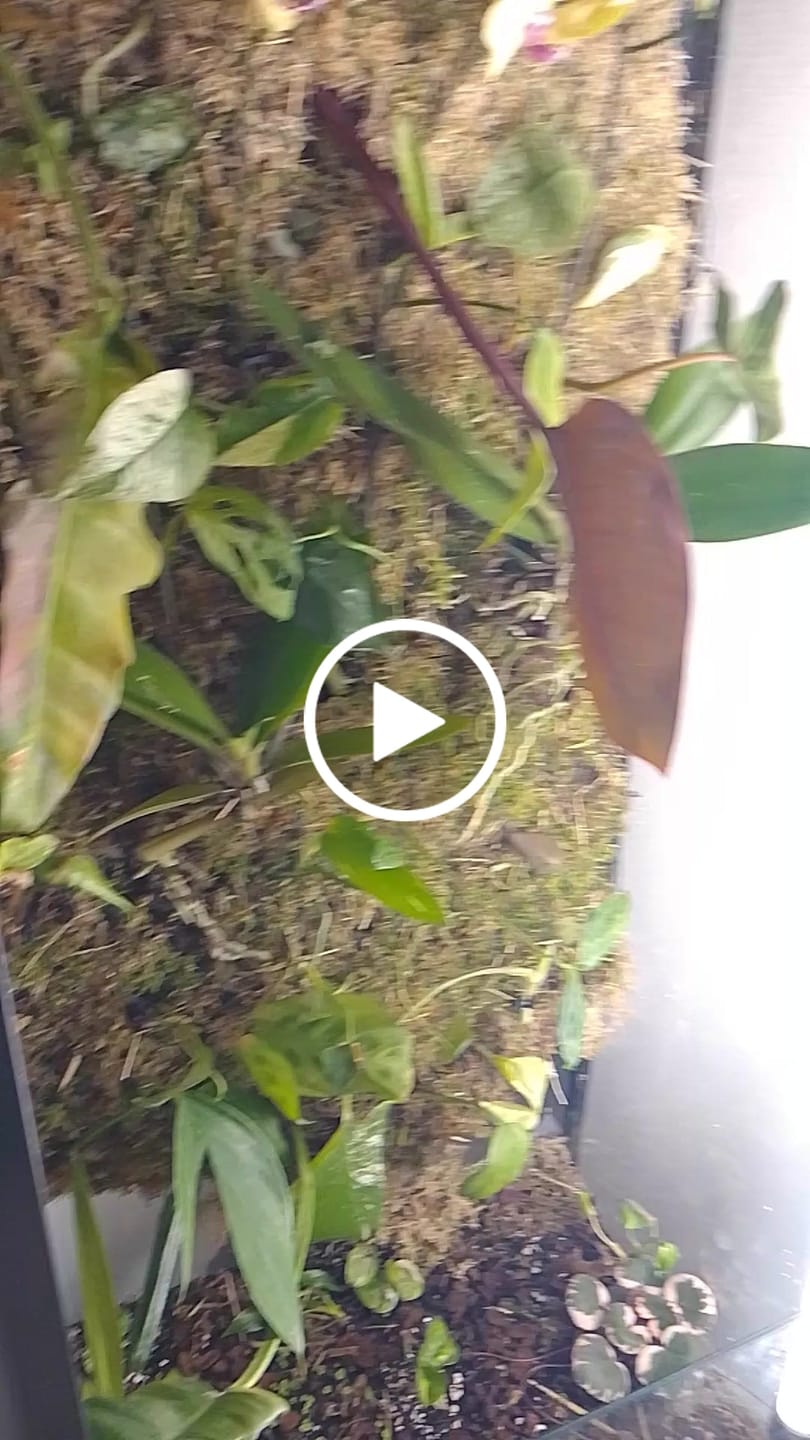 Customer video review of Sphagnum Moss