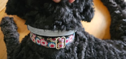 Primeiro plano da coleira Seresto de um cliente, usada no pescoço de um cão preto de pelo encaracolado.