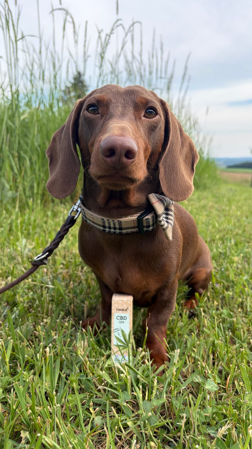 Customer photo review of 10% CBD Tropfen für Hunde