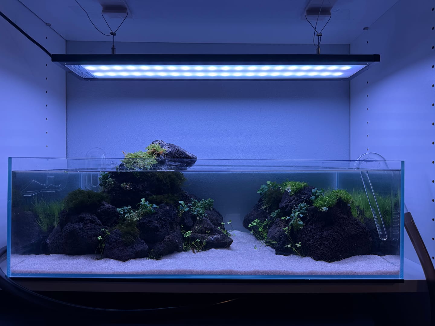 Customer photo review of Chihiros WRGB II Slim LED Light