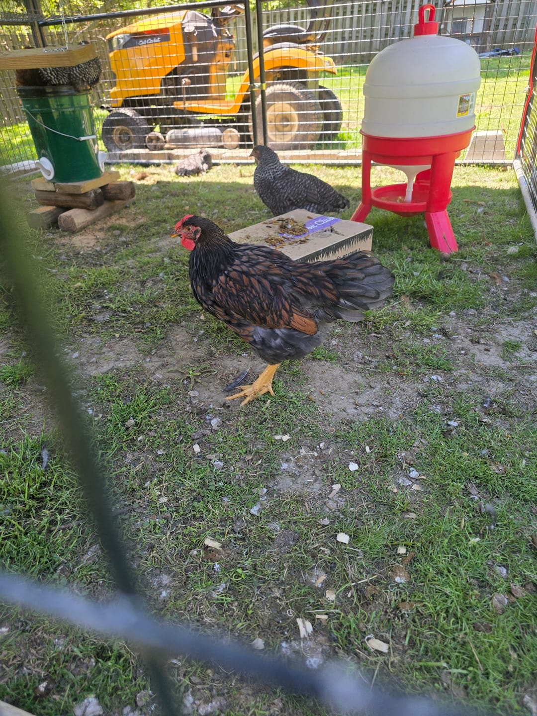Customer photo review of Nesting Herbs - Control Odors & Keep Coops Mite & Lice-Free