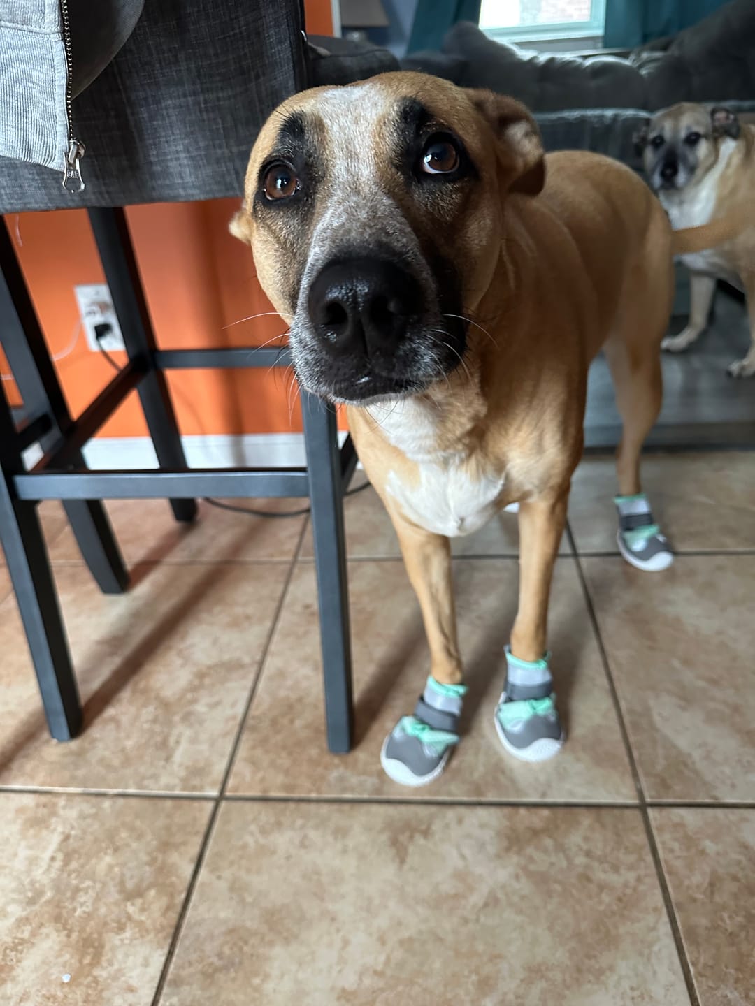 Customer photo review of Hot Pavement Pawtector Dog Shoes