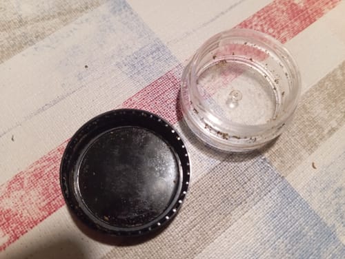 Customer photo review of Fragolina - Hash